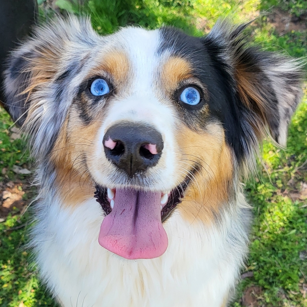 Meet your Posher, Ruger's Boutique 🐕🌿